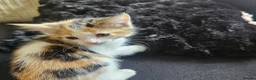 Mixed Breed cats for sale: Beautiful Kittens - Advert 31