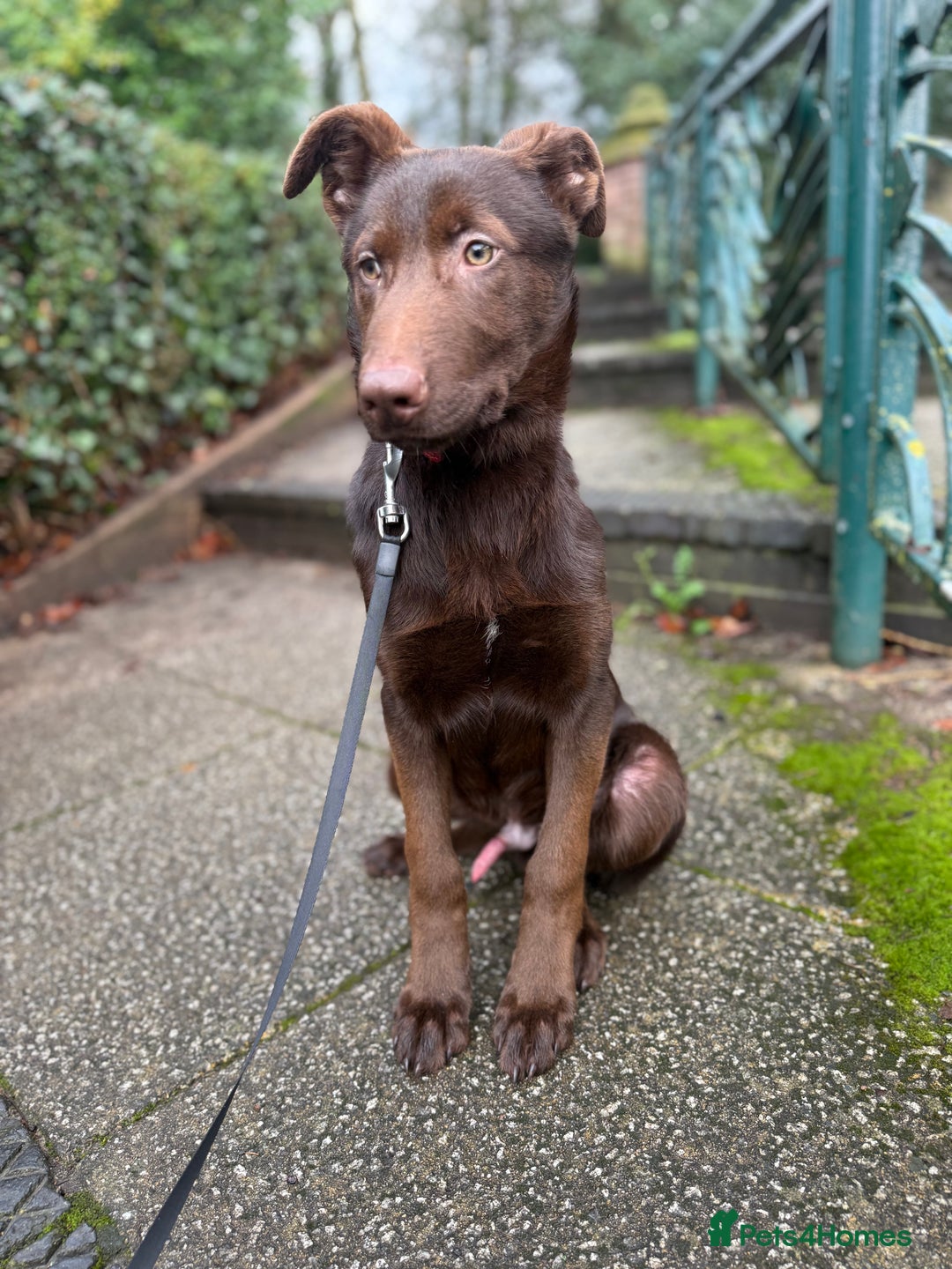 German Shepherd dogs for sale: Liver & Tan German Shepherd Young, Male, Trained  - Advert 13