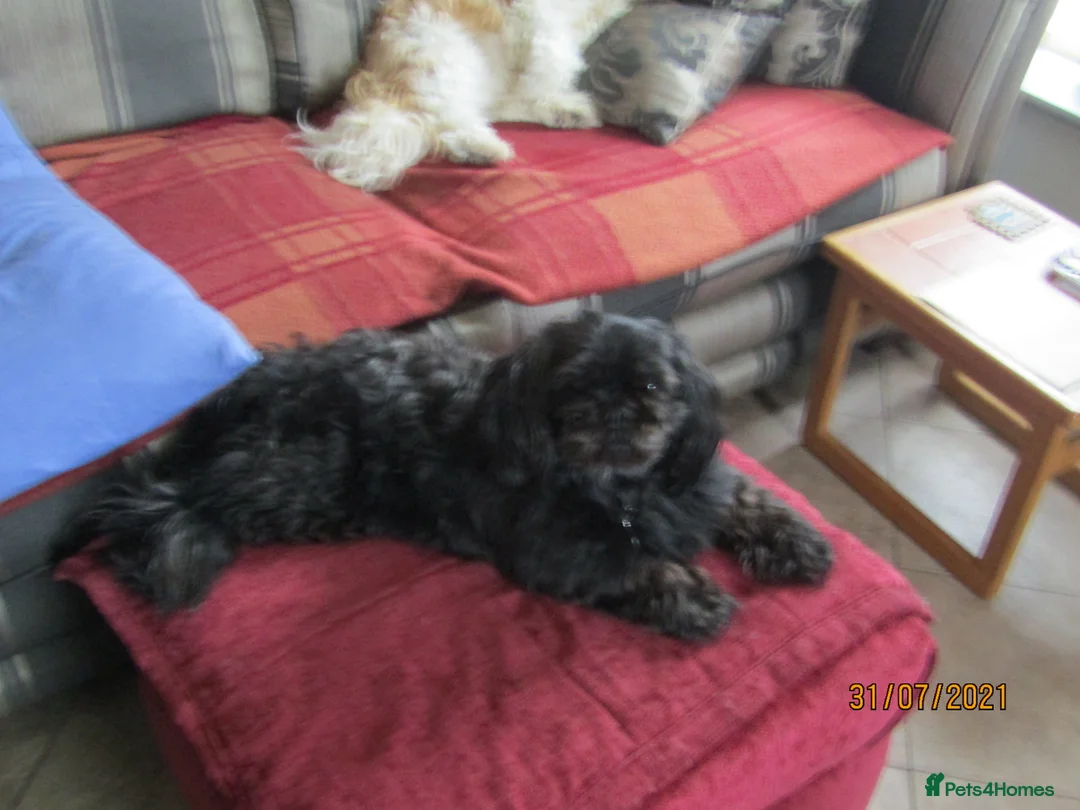 Shih Tzu dogs for stud: Bailey for stud in Spalding - Advert 19