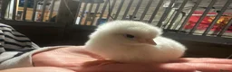 Mixed Breed poultry for sale: Day olds mixed white leghorn and Orpington  - Advert 8