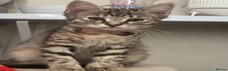 Bombay cats for sale: One short haired Tabby💜 Three Fluff males🩵 - Advert 17