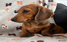 Dachshund dogs for sale: CHAMPION LINE KC REG MINI DACHSHUND GIRLS  - Image 7