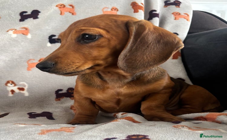 Dachshund dogs - Advert 1