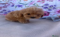 Cavapoo dogs for sale: Cavapoo puppies - Image 11