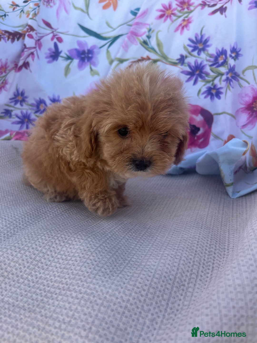 Cavapoo dogs for sale: Cavapoo puppies - Image 11