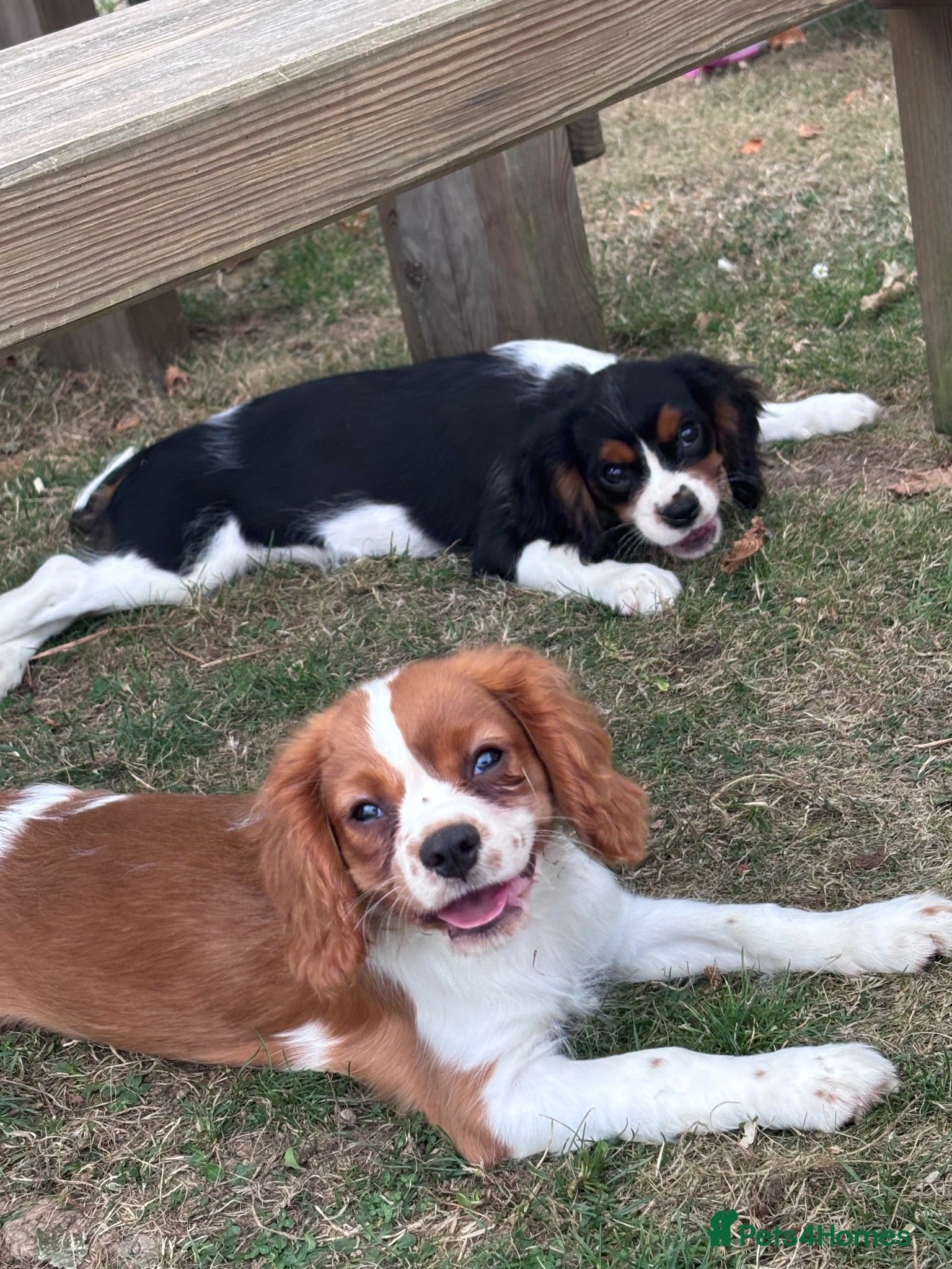 Cavalier King Charles Spaniel dogs Gorgeous chunky little puppies READY now - Advert 1
