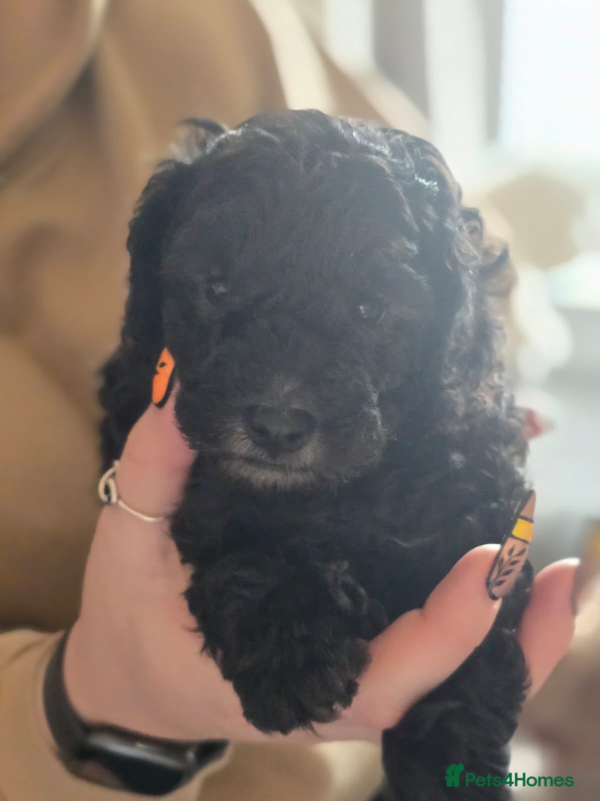 Toy Poodle dogs Last little black /white boy available  - Advert 2