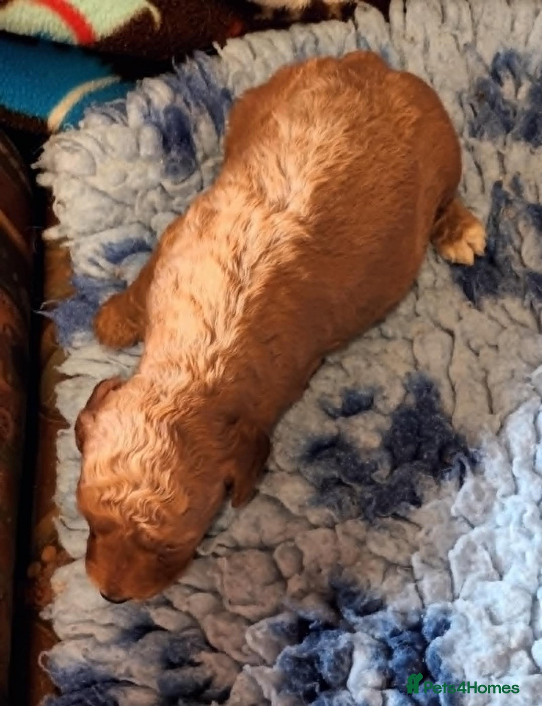 Labradoodle dogs for sale: F1b MINIATURE LABRADOODLES. 5* LICENCED BREEDER. - Image 11