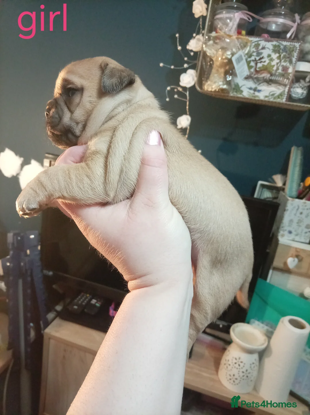 Jug dogs for sale: Jug puppies Jack Russell x pug puppies available - Advert 13