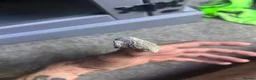 Gecko reptiles for sale: 6x leachianus geckos - Advert 6