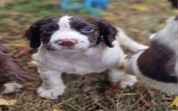 English Springer Spaniel dogs for sale: A* English Springer Spaniel Puppies - Image 8