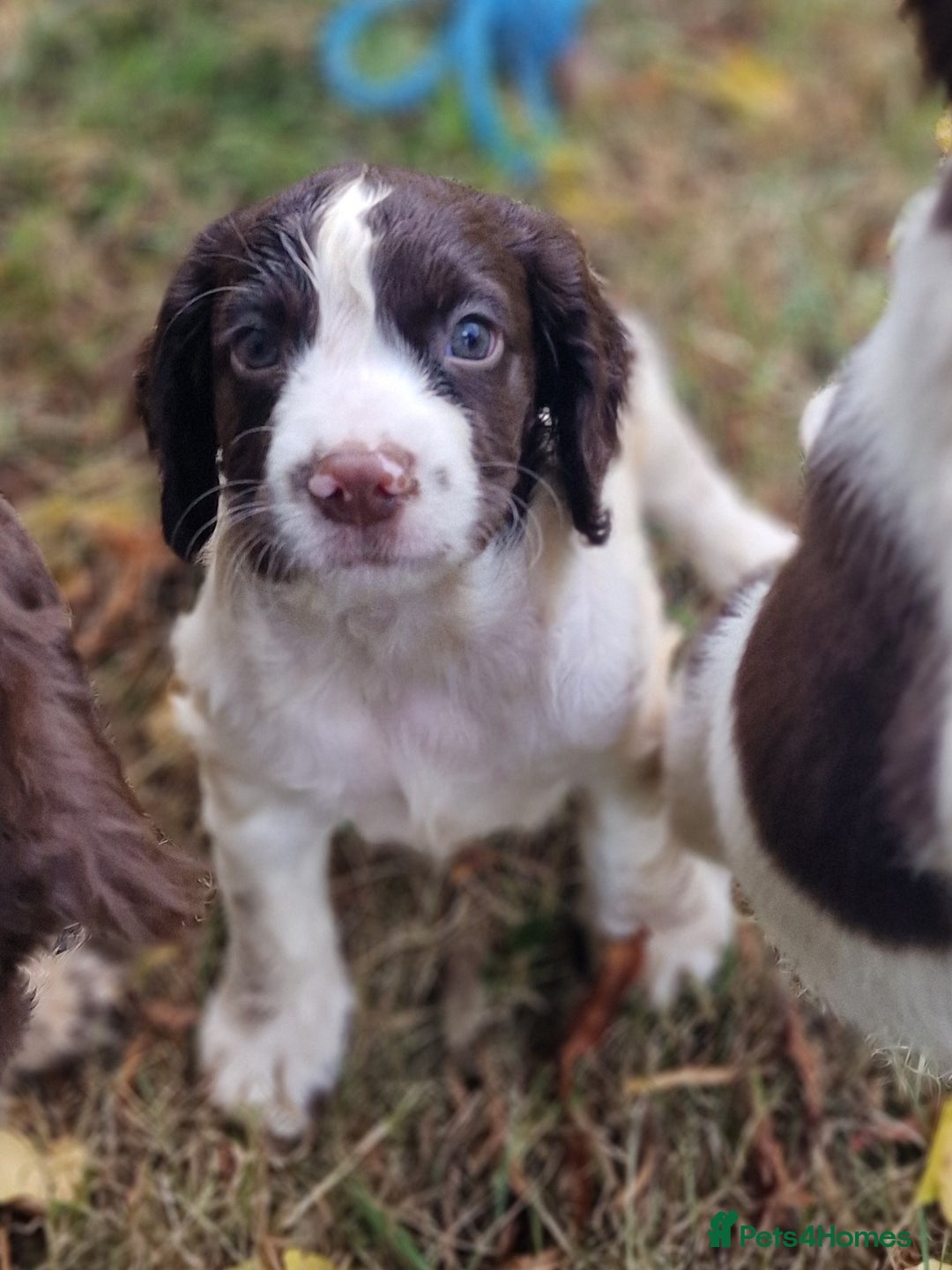 English Springer Spaniel dogs for sale: A* English Springer Spaniel Puppies - Image 8