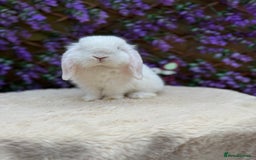 Mini Lop rabbits for sale: Mini lop sibling pair  - Image 12