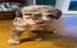 Jackapoo dogs for sale: Adorable Jackapoo puppies - Image 3