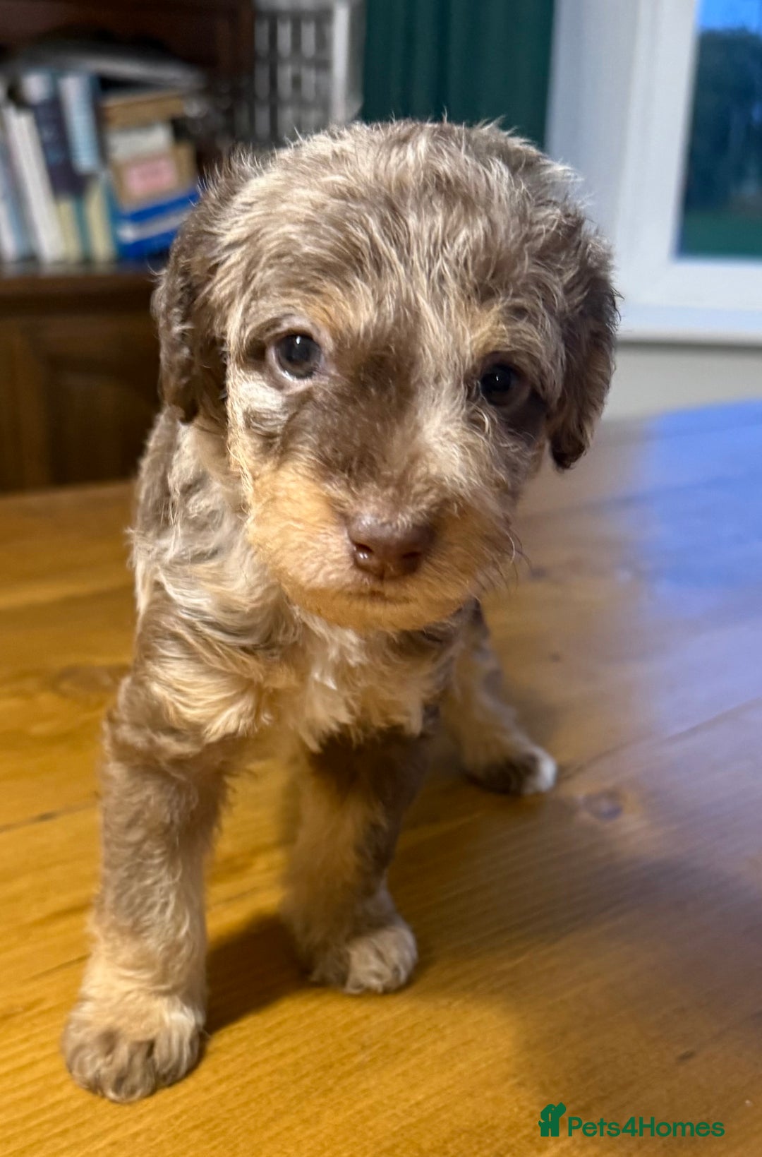 Jackapoo dogs for sale: Adorable Jackapoo puppies - Image 3