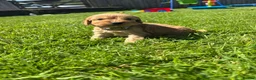 Cockapoo dogs for sale: Beautiful cockerpoo puppies - Advert 6