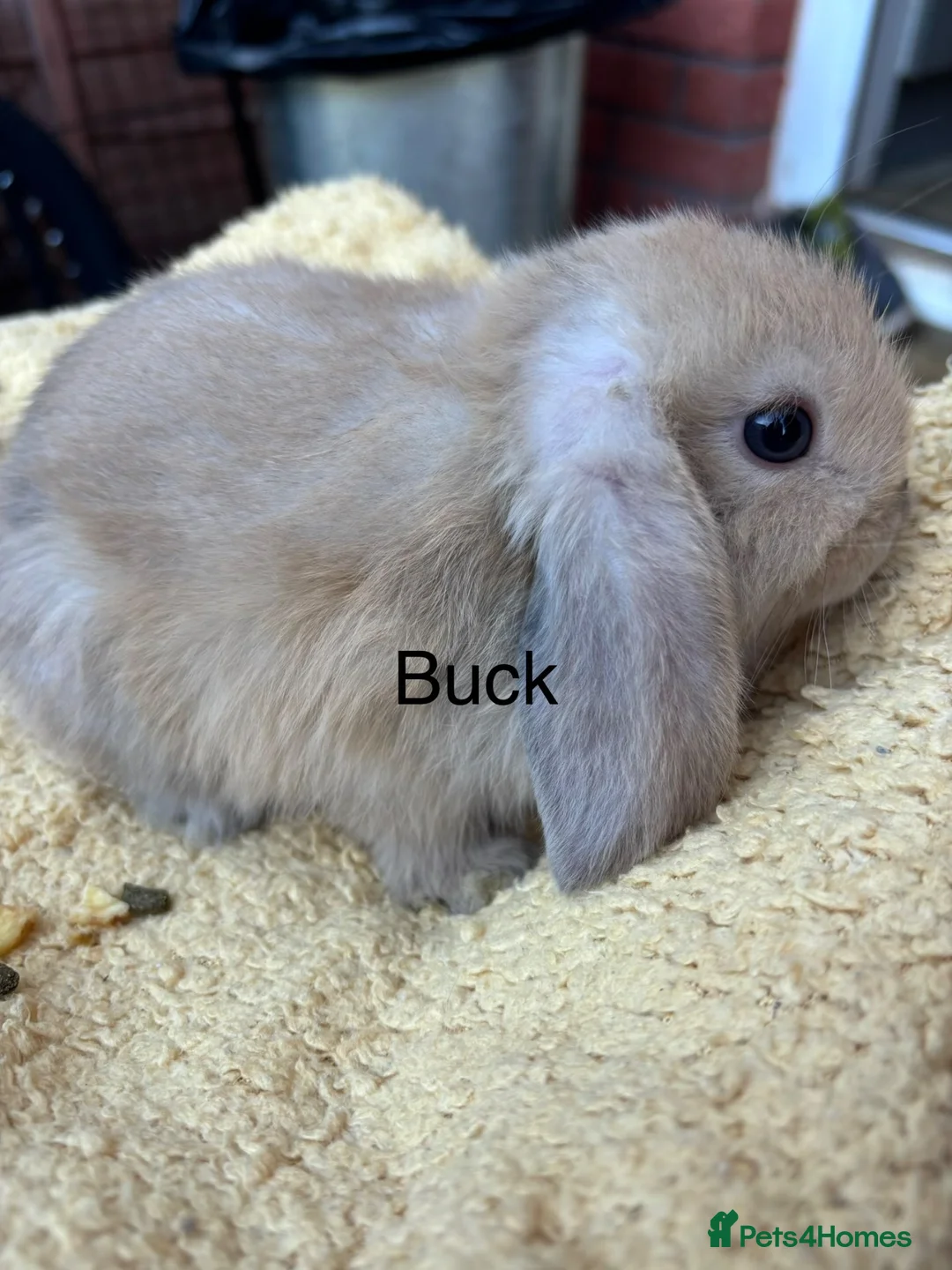 Mini Lop rabbits for sale: Mini lop babies  - Advert 2