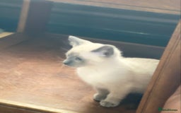 Siamese cats for sale: SIAMESE KITTENS - Image 9
