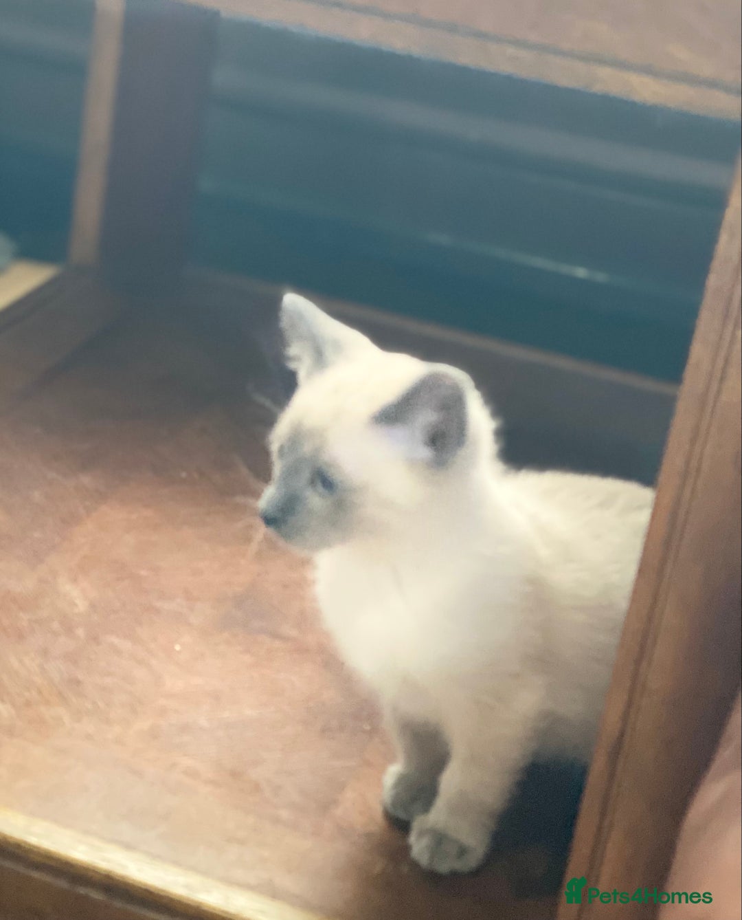 Siamese cats for sale: SIAMESE KITTENS - Image 9