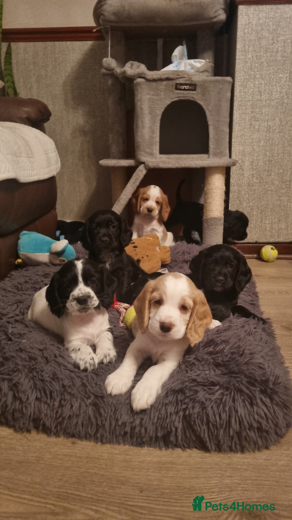Cocker Spaniel dogs Adorable Cocker Spaniel Puppies for Sale 🐾 - Advert 2