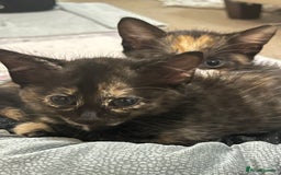 Mixed Breed cats for sale: Beautiful kittens ready for new loving homes  - Advert 19