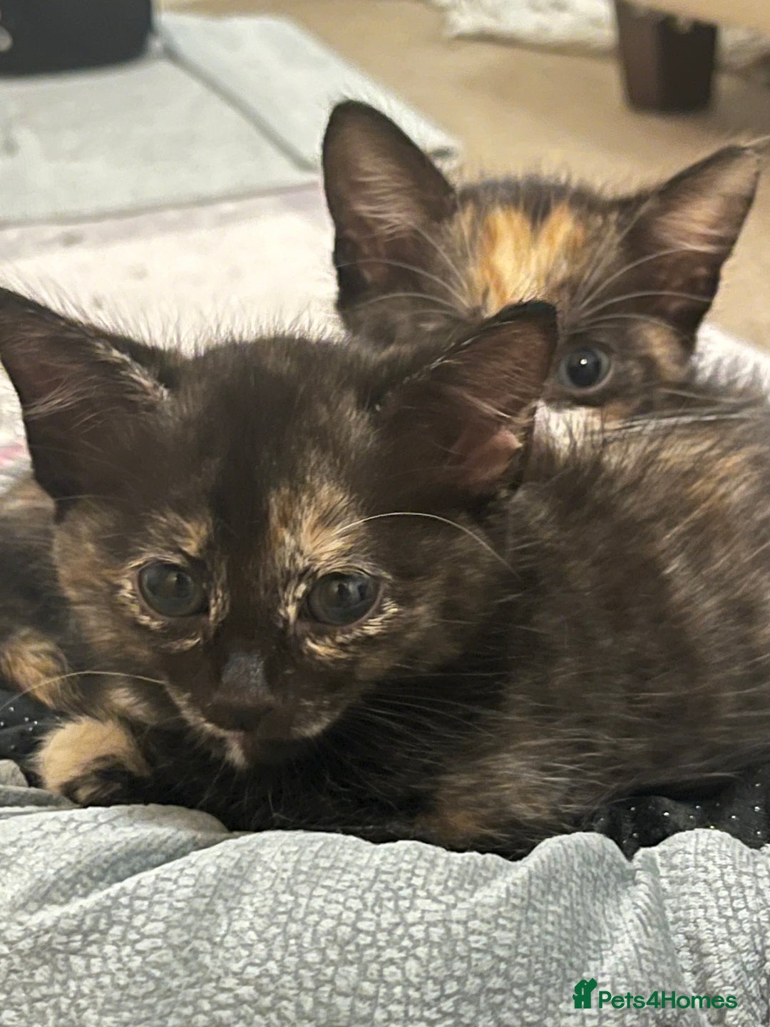 Mixed Breed cats for sale: Beautiful kittens ready for new loving homes  - Advert 19