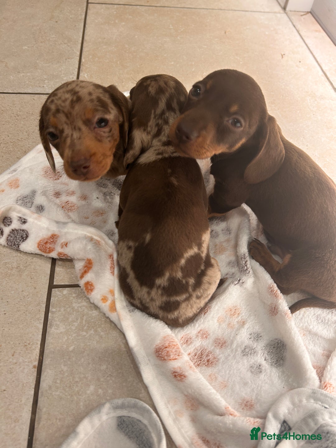 Miniature Dachshund dogs for sale: Stunning Miniature Dachshund Puppies-KC Registered - Advert 14