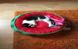 British Shorthair cats for sale: Roxxy - with a double X  - Image 9