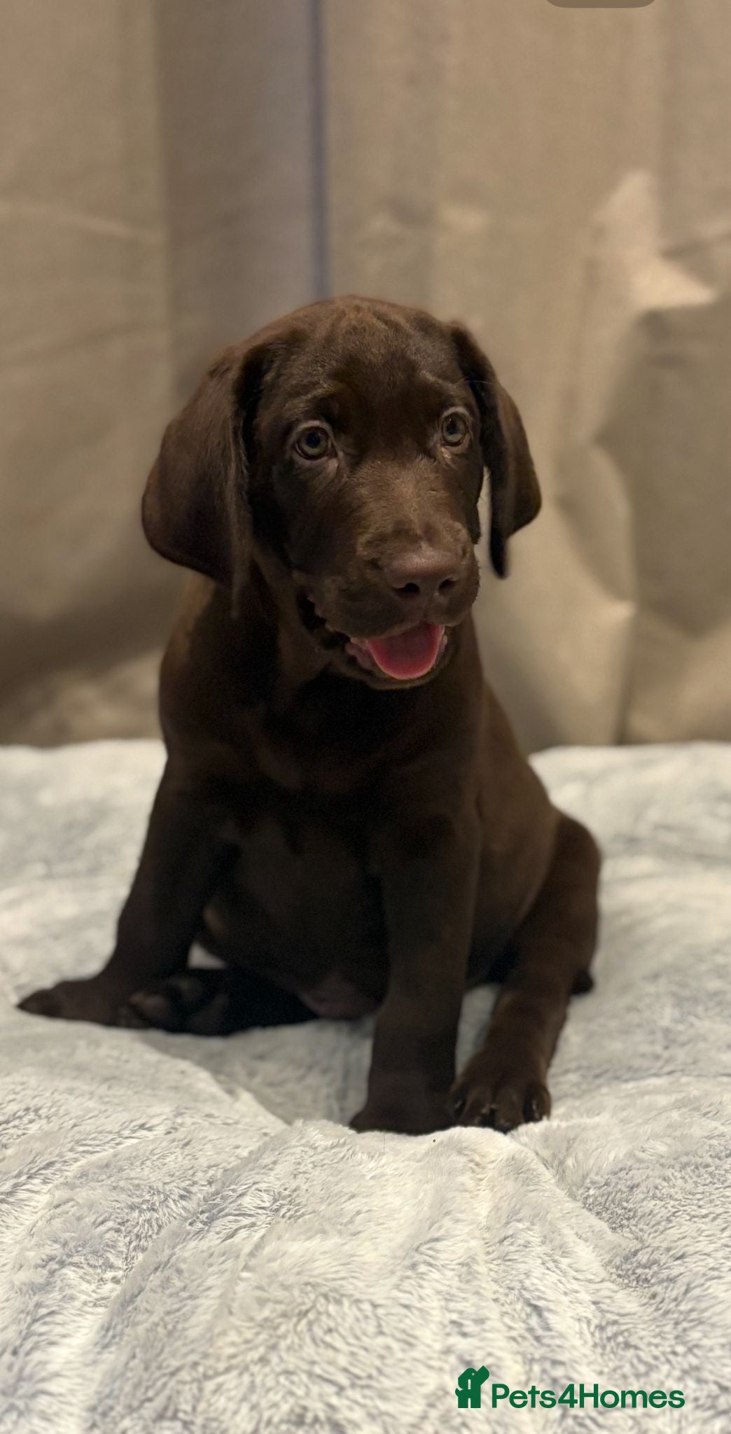 Labrador Retriever dogs Beautiful KC Chocolate Labrador Retriever puppies - Advert 3