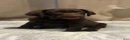Labrador Retriever dogs for sale: Beautiful KC Chocolate Labrador Retriever puppies - Advert 1