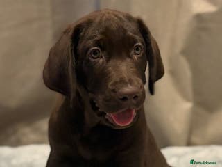 Labrador Retriever dogs Beautiful KC Chocolate Labrador Retriever puppies - Advert 2