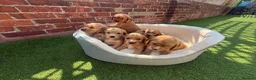 Cocker Spaniel dogs for sale: 🌟🌟🌟Beautiful English Gold Show Cocker Spaniel  - Advert 3