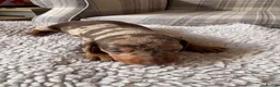 Dachshund dogs for sale: Dachshund puppies for sale - Advert 17