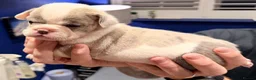 Mixed Breed dogs for sale: English Bulldog X French Bulldog Hybrids - Advert 16