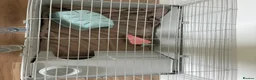 Guinea Pig rodents for sale: 2 Guinea pigs  in London - Advert 7