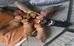 Mixed Breed dogs for sale: 🐾🤎 Adorable Dachshund Cross Puppies  - Image 3