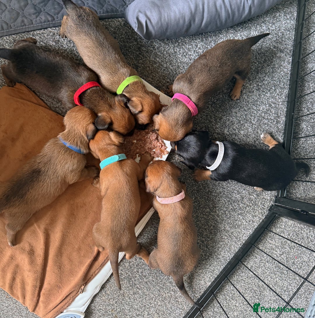 Mixed Breed dogs for sale: 🐾🤎 Adorable Dachshund Cross Puppies  - Image 3