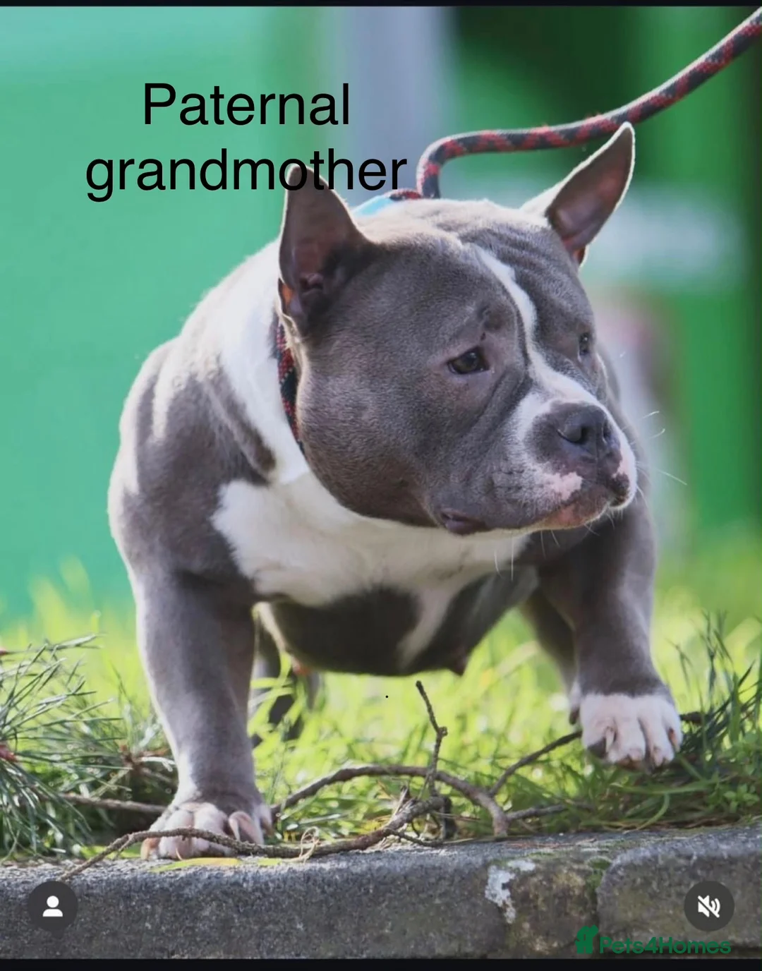 American Bully dogs for sale: Beautiful Pocket Bullies ABKC Registered  - Advert 2