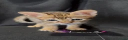 Savannah cats for sale: Exceptional Quality Tica Regist. Savannah kittens - Advert 24