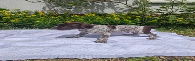 German Shorthaired Pointer 4