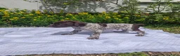 German Shorthaired Pointer dogs for sale: ❤️🐾 GORGEOUS GERMAN SHORTHAIRED POINTER PUPPIES - Advert 7