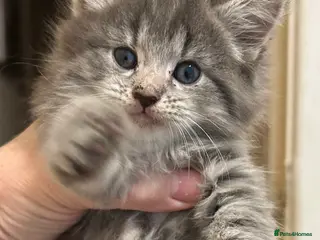 Ragdoll cats 7 week old ragdoll for sale! girl urgent - Advert 1