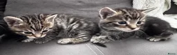Mixed Breed cats for sale: 6 pretty little angel  in Northampton - Advert 18