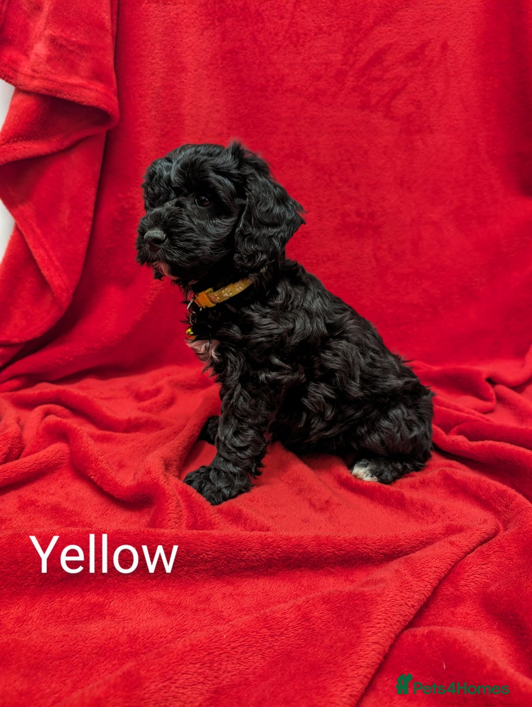 Sproodle dogs for sale: Beautiful F1b Sproodle Pups, 4 Boys & 4 Girls - Image 10
