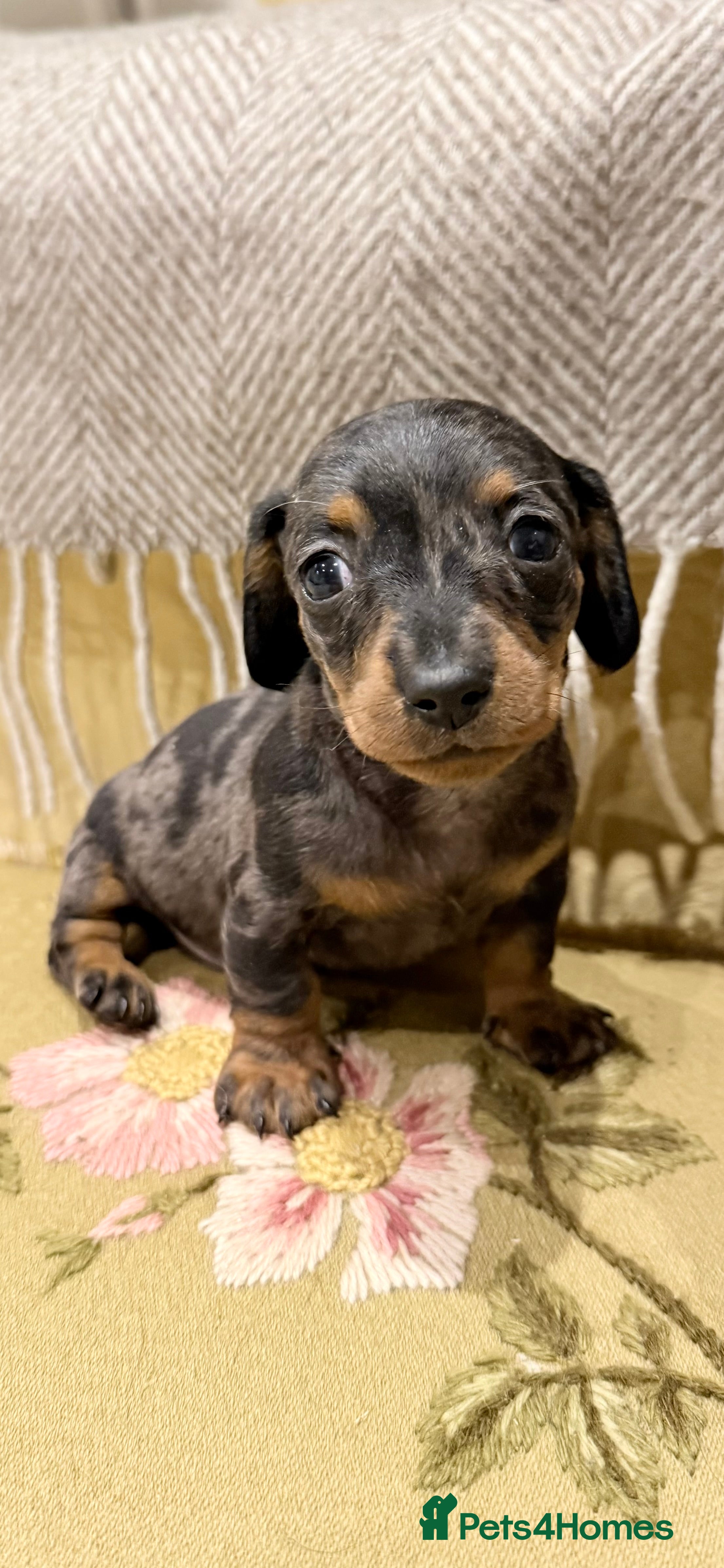 Miniature Dachshund dogs Sausage Puppies! - Advert 1