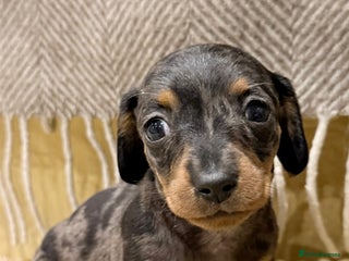 Miniature Dachshund dogs Sausage Puppies! - Advert 1