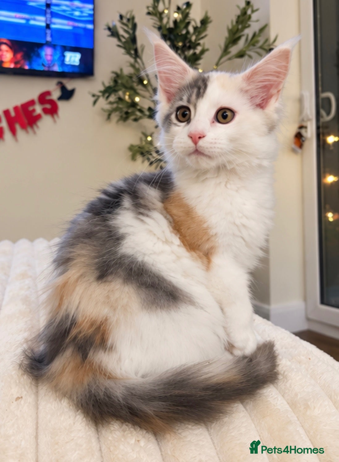 Maine Coon cats for sale: Stunning litter of Maine coon babies!  - Advert 9