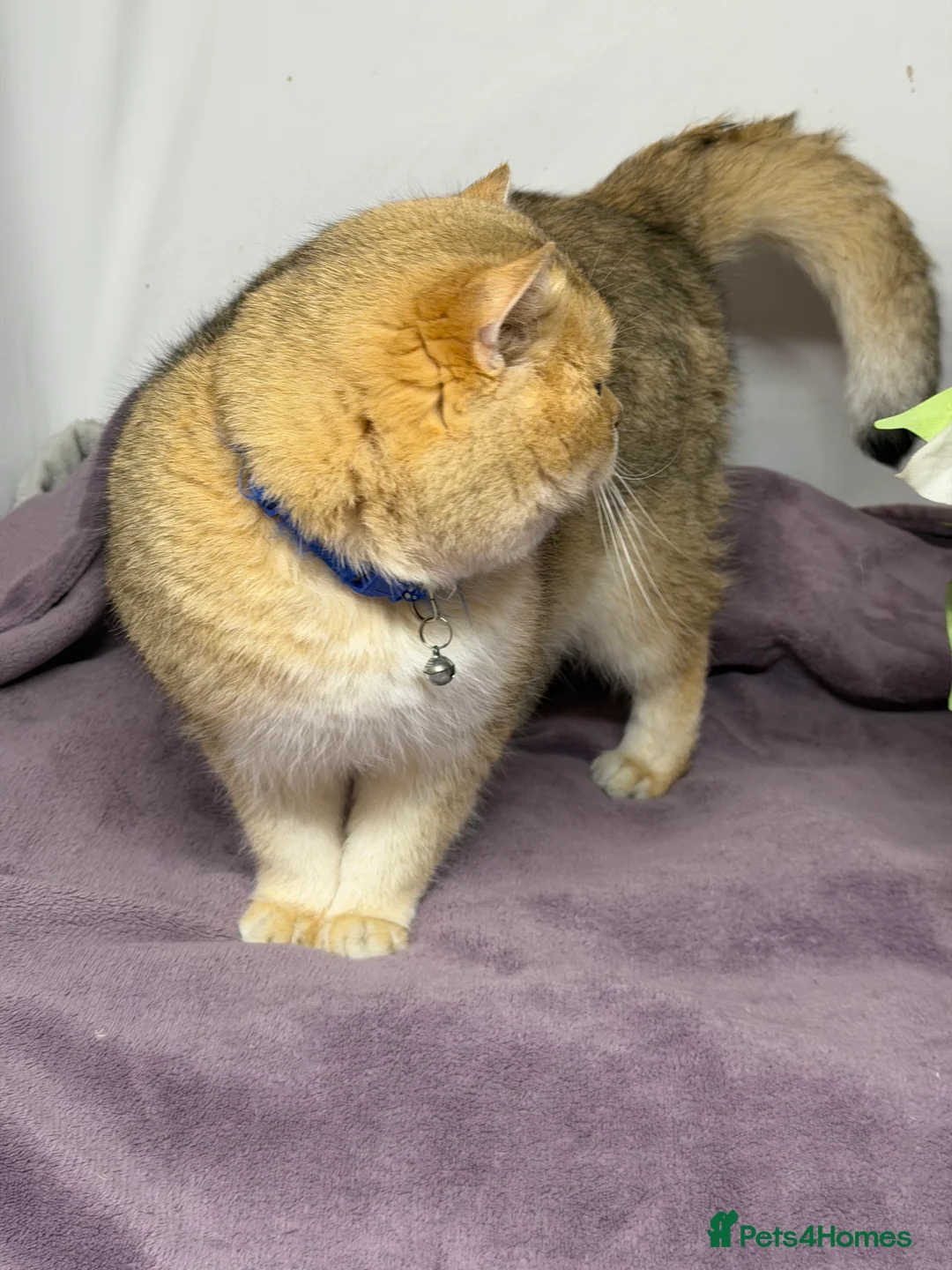 British Shorthair cats for stud: British shorthair Golden lovely stud boy GCCF - Advert 3