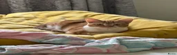 Mixed Breed cats for sale: Handsome Ginger & White male Kitten – 5 Months Old in Cupar - Advert 5