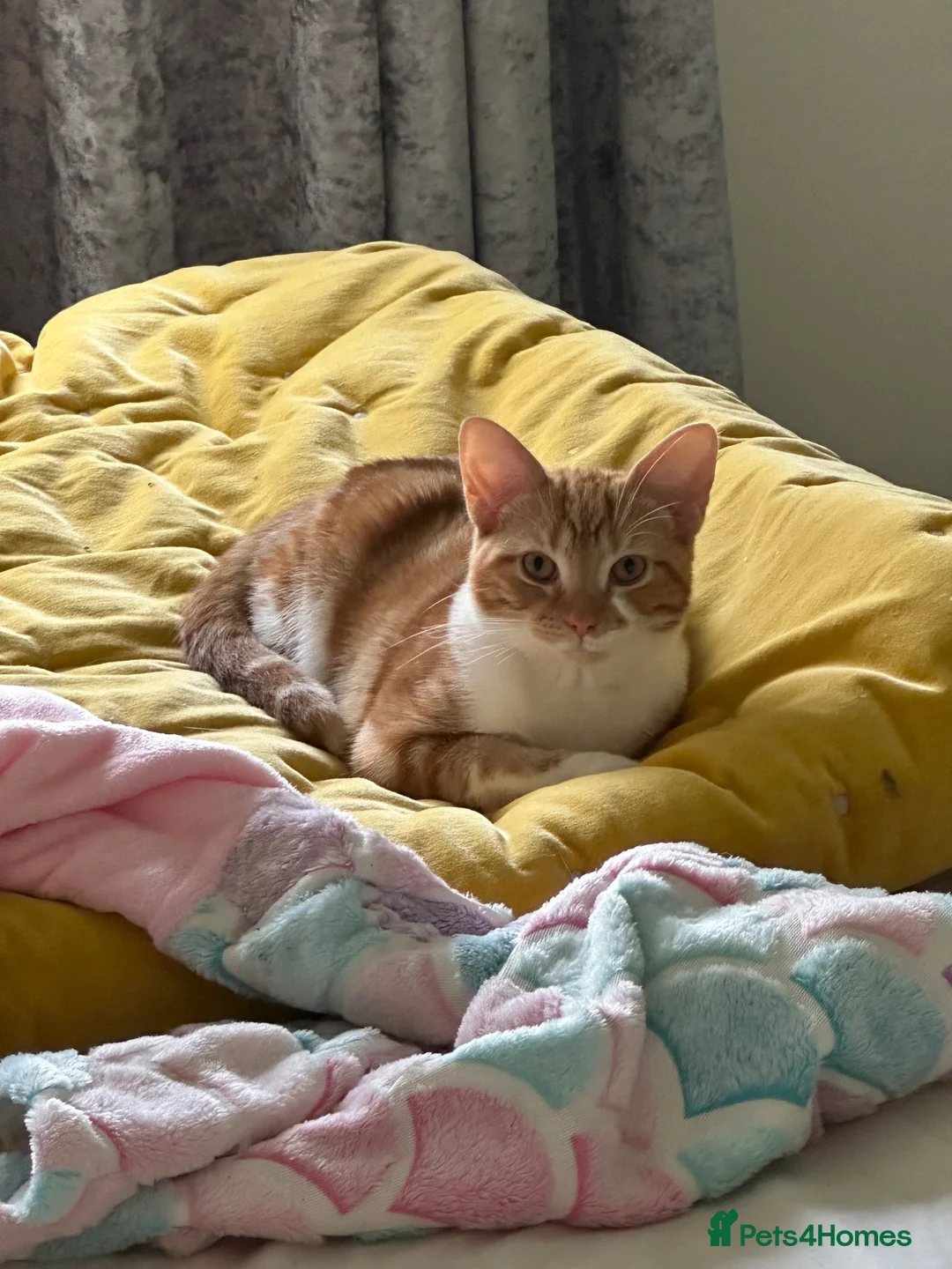 Mixed Breed cats for sale: Handsome Ginger & White male Kitten – 5 Months Old in Cupar - Advert 5